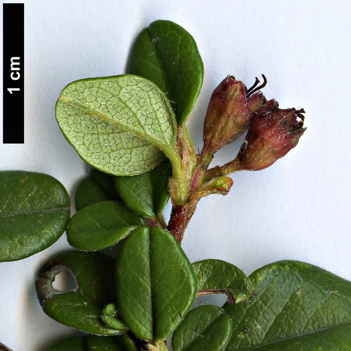 High resolution image: Family: Rosaceae - Genus: Cotoneaster - Taxon: melanotrichus